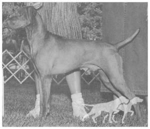 Starrpoint's Swingit Satchmo