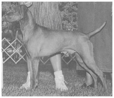 Starrpoint's Swingit Satchmo