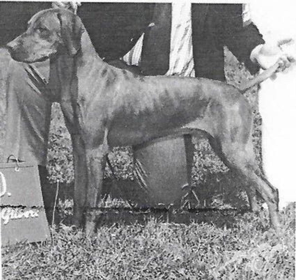 Bowcot Lancelot