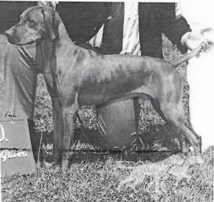 Bowcot Lancelot