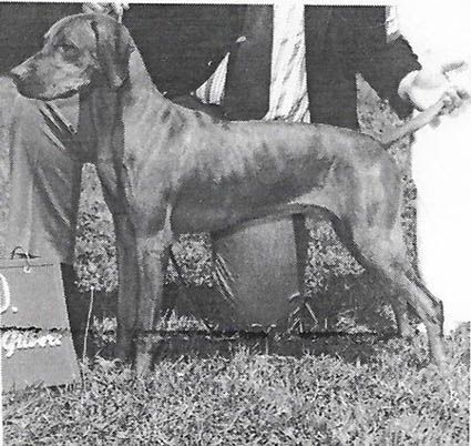 Bowcot Lancelot