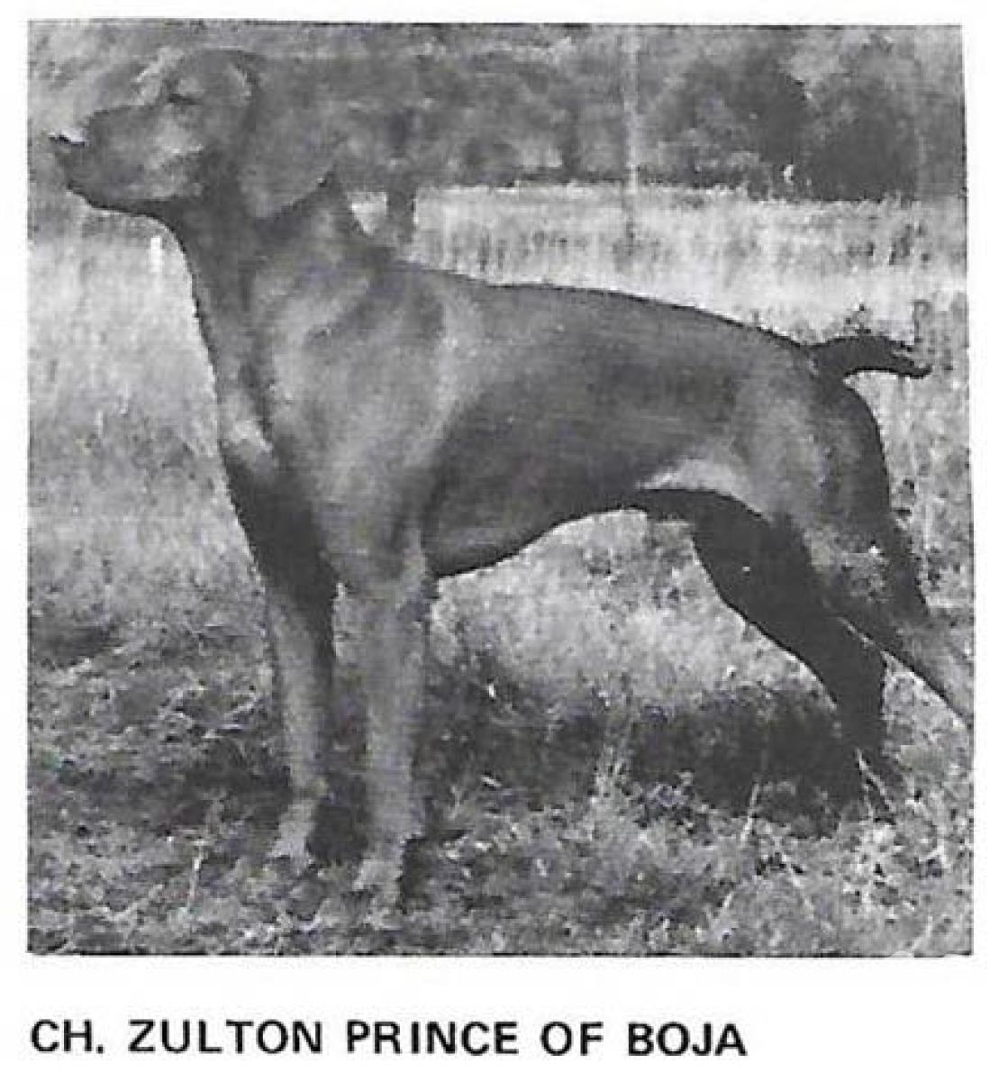 Zulton Prince Of Boja