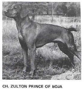 Zulton Prince Of Boja