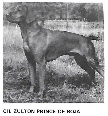 Zulton Prince Of Boja