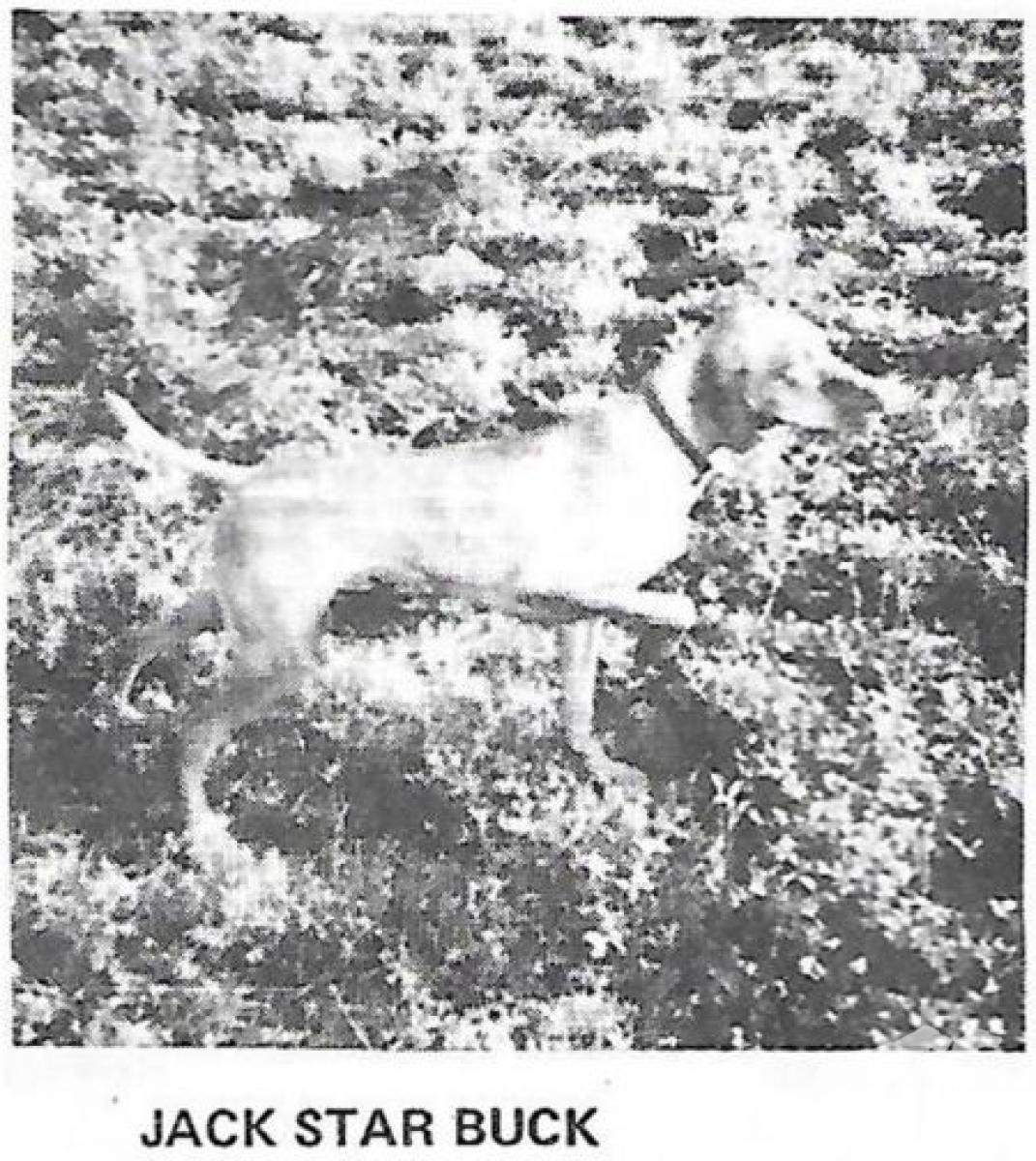 Jack Star Buck