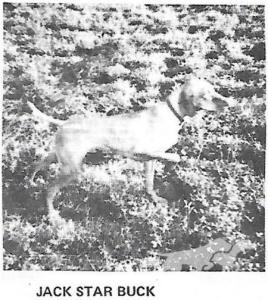 Jack Star Buck