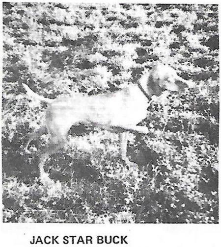 Jack Star Buck