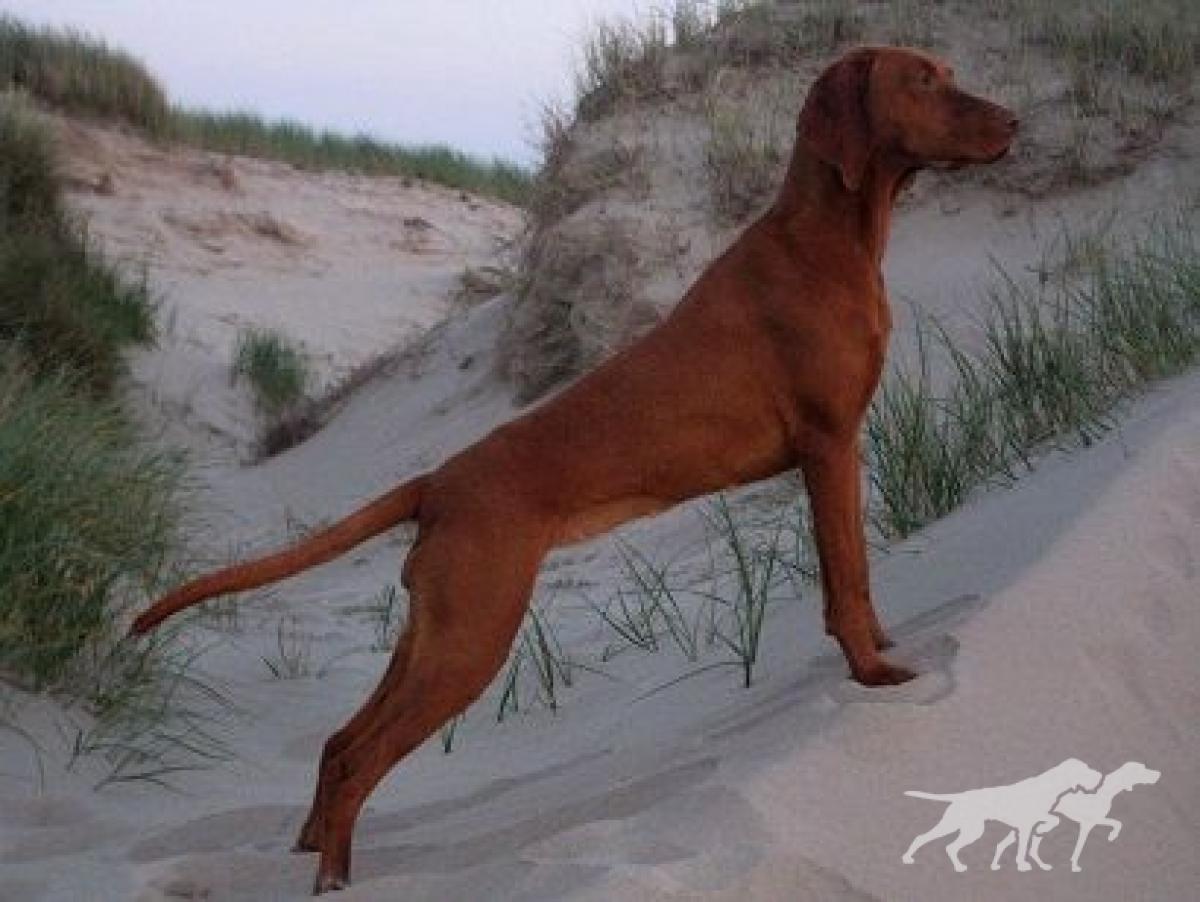 Ima Moja Vizsla