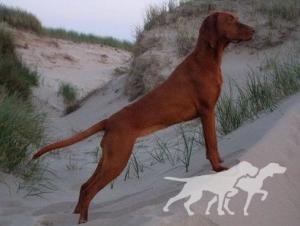 Ima Moja Vizsla