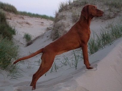 Ima Moja Vizsla