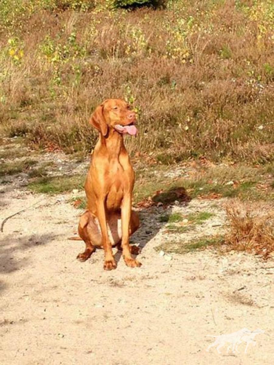 Gretel