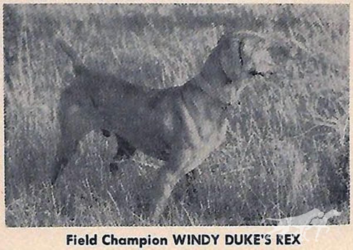 Windy Duke's Rex