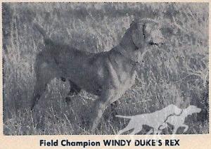Windy Duke's Rex