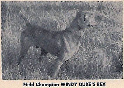 Windy Duke's Rex
