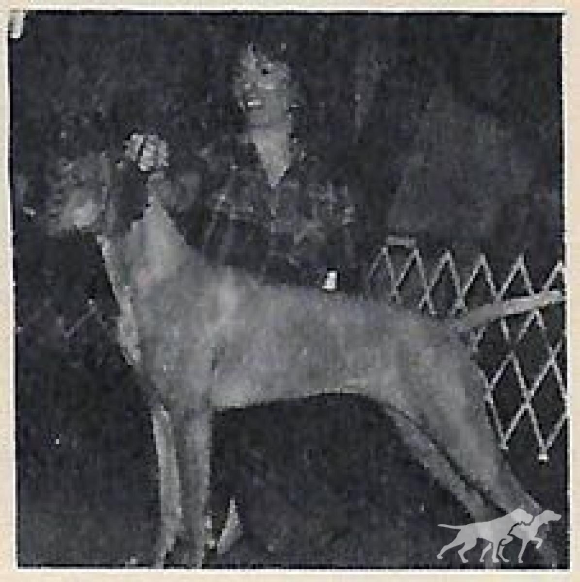 Deacon's Dizzy Dina