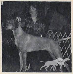 Deacon's Dizzy Dina