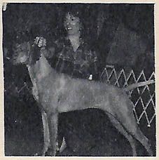 Deacon's Dizzy Dina