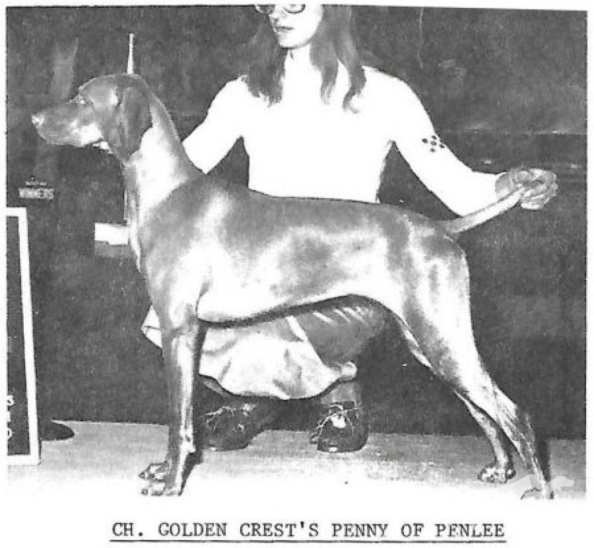 Golden Crest's Penny Of Penlee
