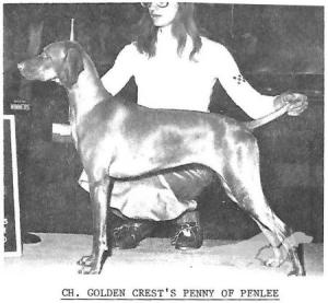 Golden Crest's Penny Of Penlee