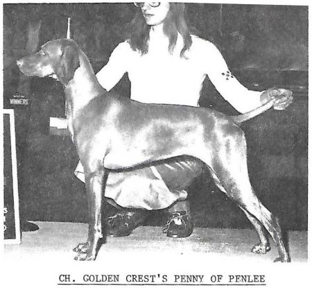 Golden Crest's Penny Of Penlee
