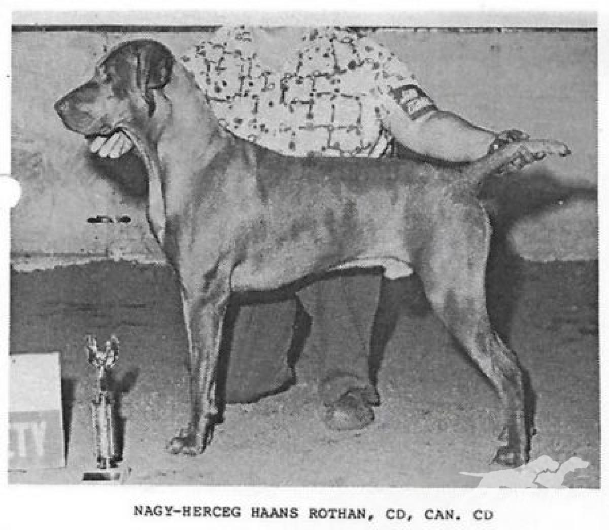 Nagy-Herceg Haans Rothan