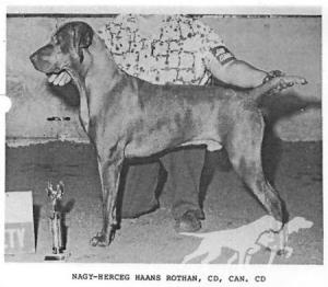 Nagy-Herceg Haans Rothan