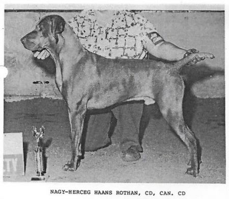 Nagy-Herceg Haans Rothan