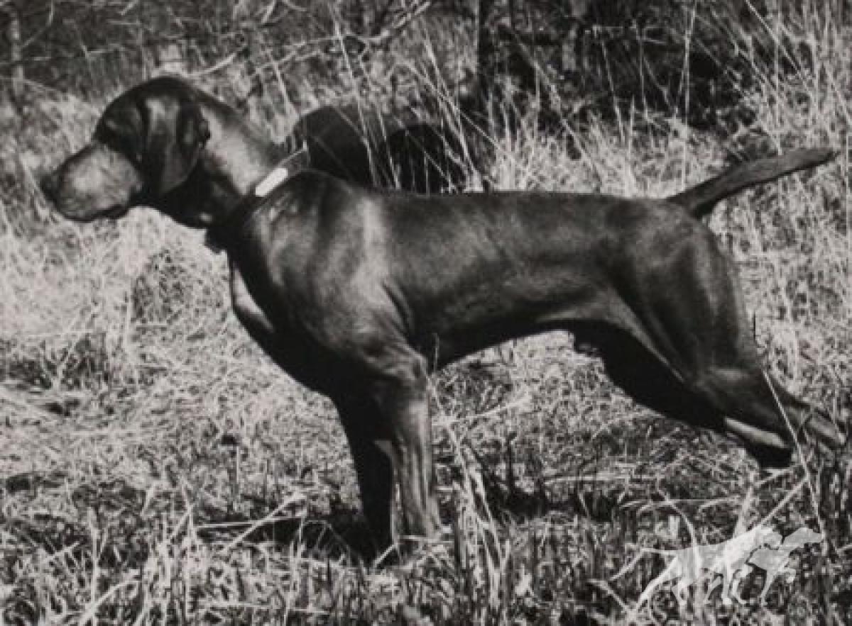 Fieldstone's Hey Duke