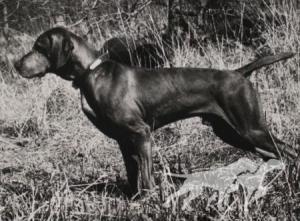 Fieldstone's Hey Duke