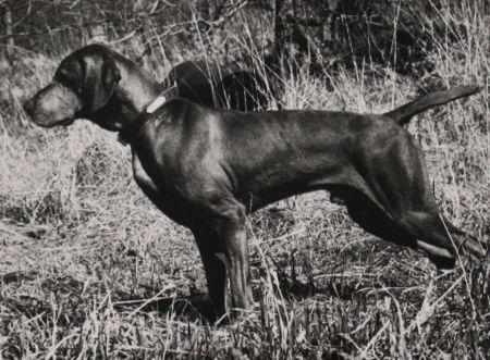 Fieldstone's Hey Duke