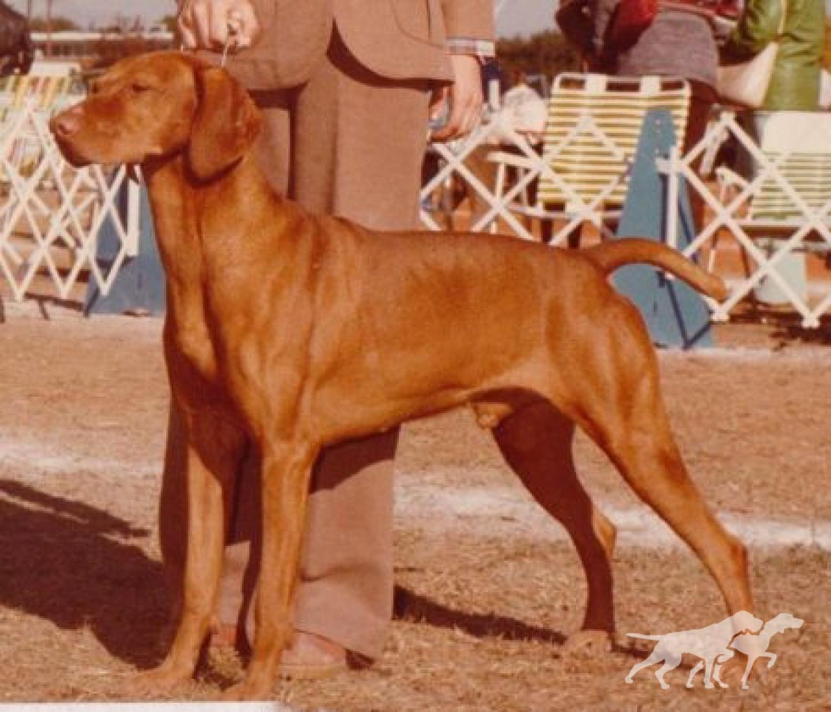 Soapstone's Boldie Estvan