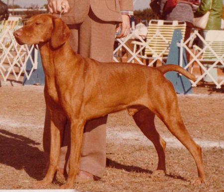 Soapstone's Boldie Estvan