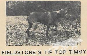 Fieldstone's Tip Top Timmy