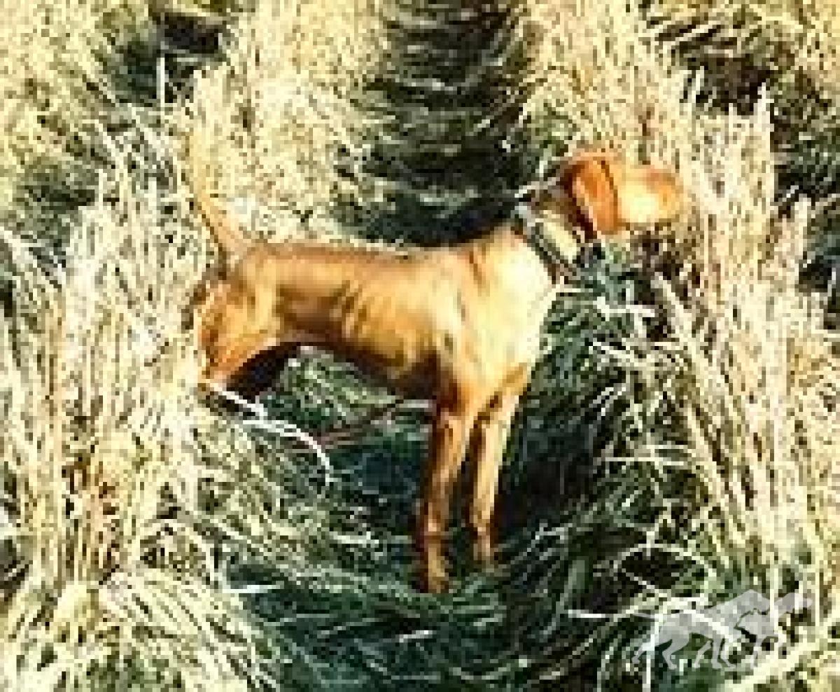 Idaho Ranchhand