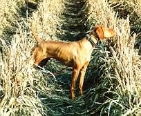 Idaho Ranchhand