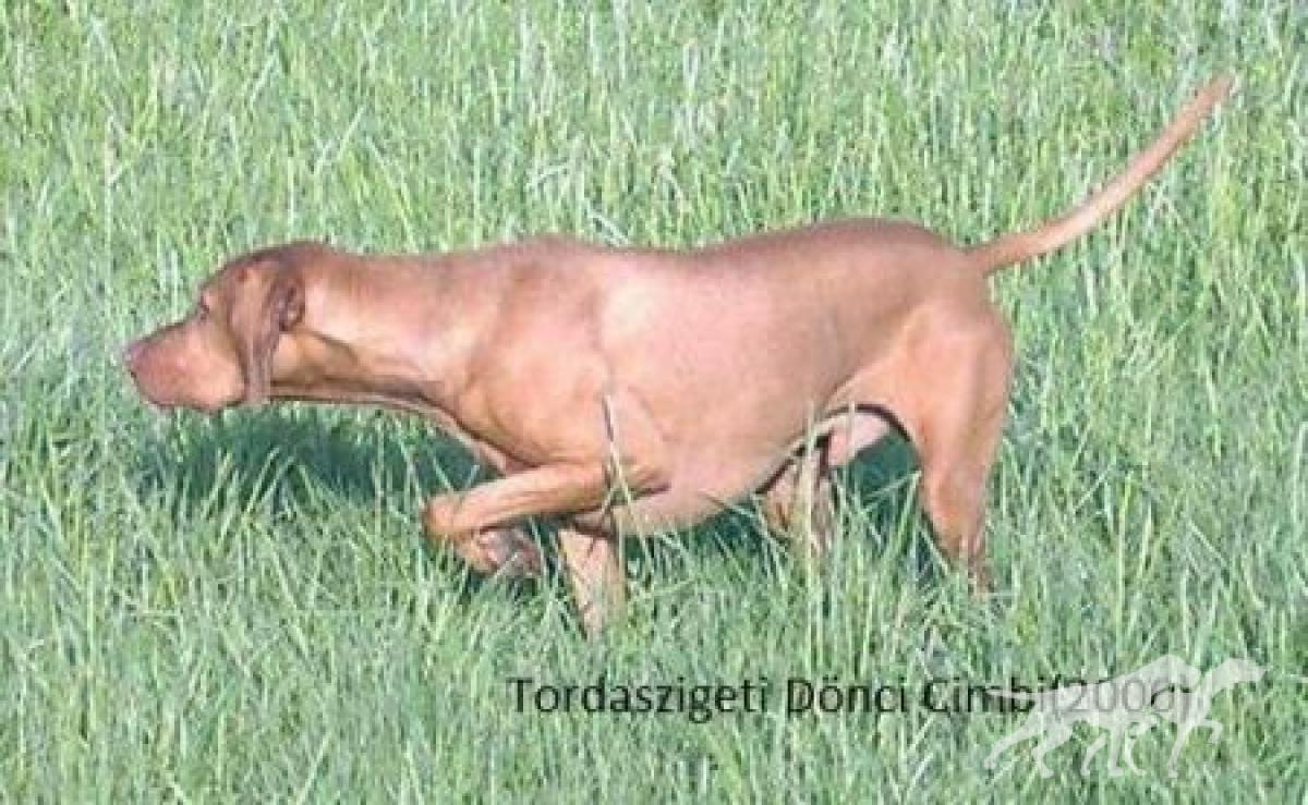 Tordaszigeti Donci