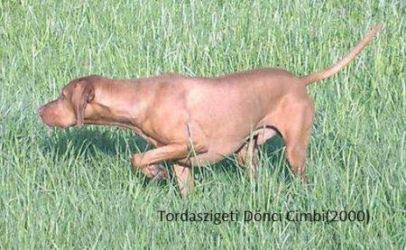 Tordaszigeti Donci
