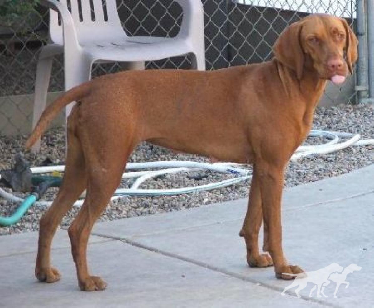 Reddog Ranch Sage