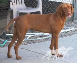 Reddog Ranch Sage
