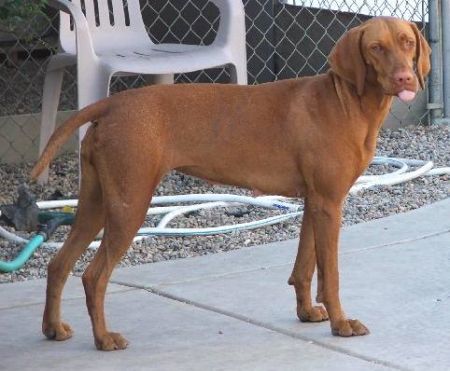 Reddog Ranch Sage