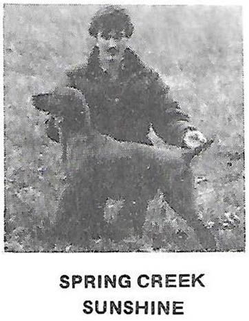 Spring Creek Sunshine