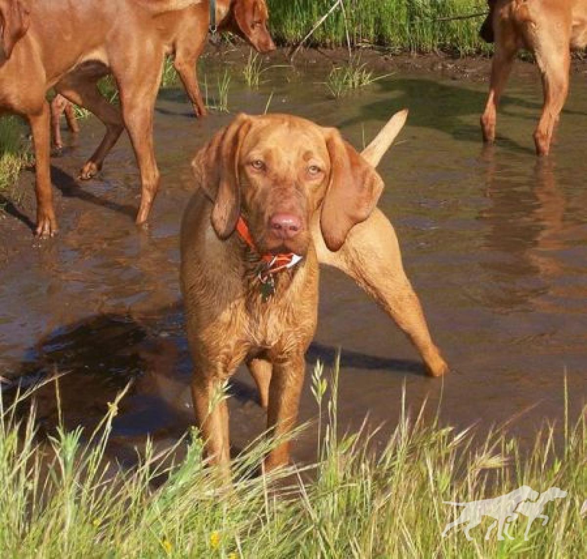 Reddog Ranch Fiona