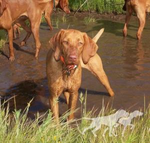 Reddog Ranch Fiona