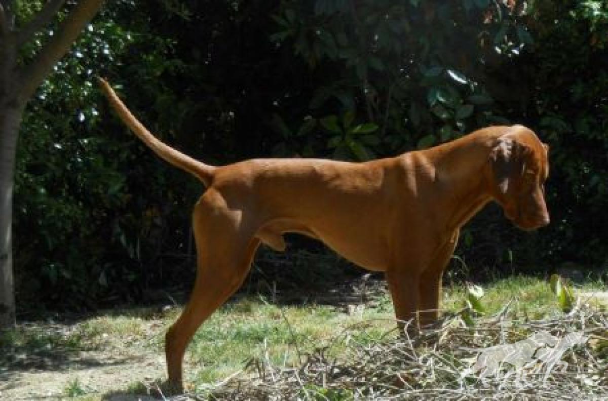 Sancho