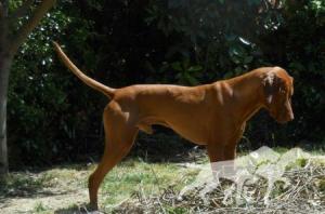 Sancho