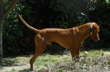 Sancho