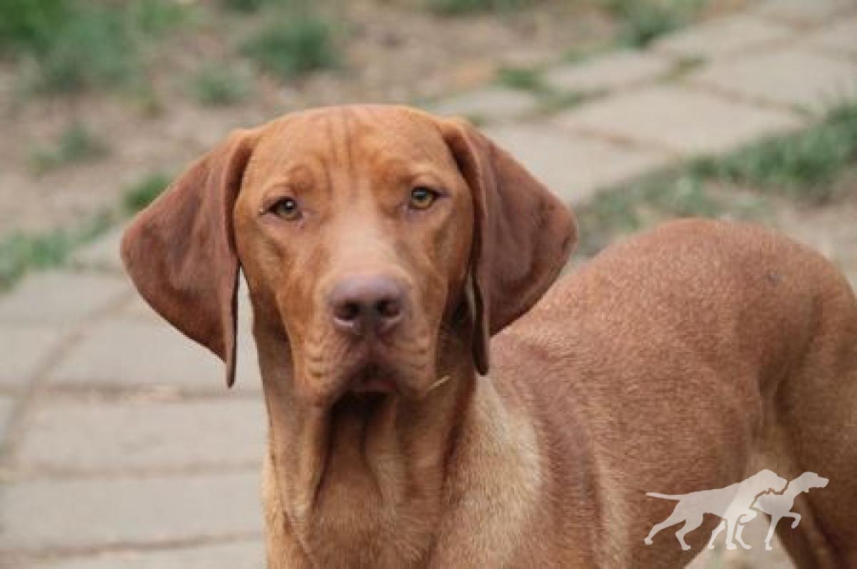 Melit Dei Vizsla