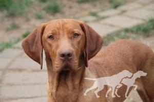 Melit Dei Vizsla