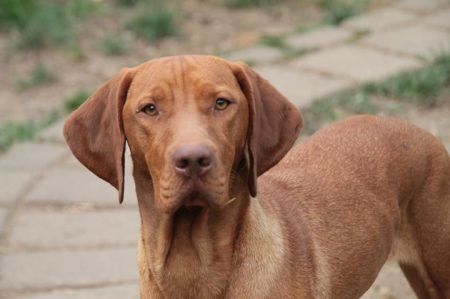 Melit Dei Vizsla