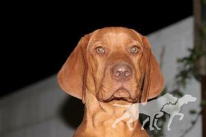Melit Dei Vizsla